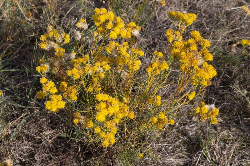 Galatella linosyris subsp. linosyris photo 4