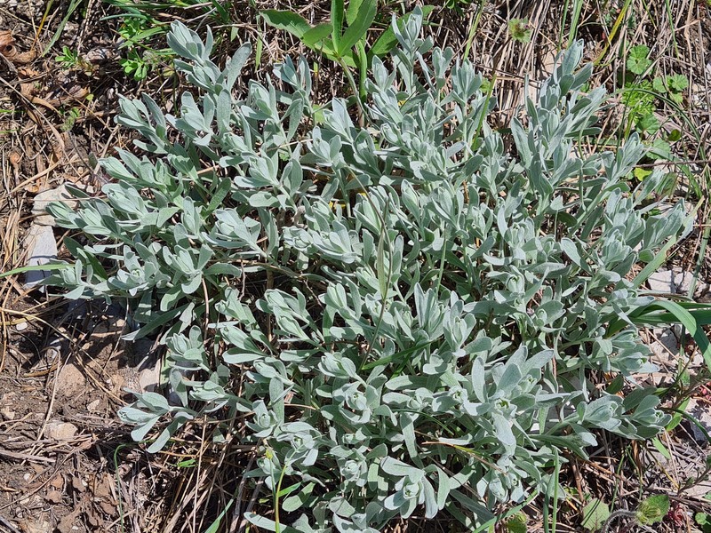 Galatella linosyris subsp. pontica