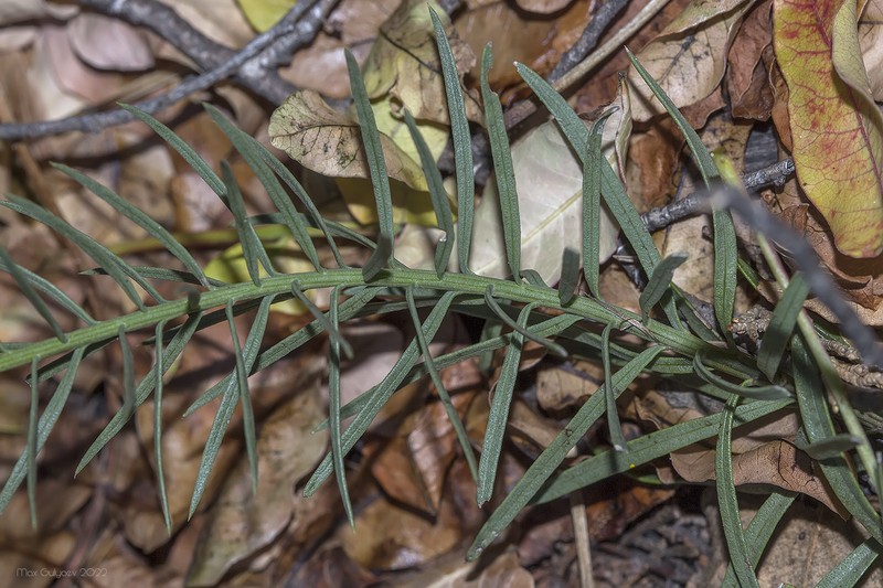 Galatella linosyris subsp. pontica photo 2