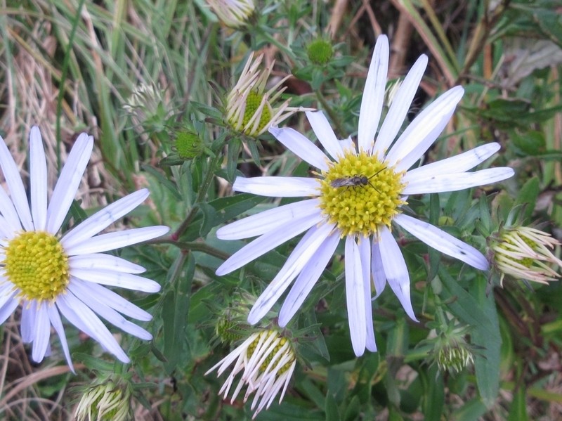 Galatella meyendorffii