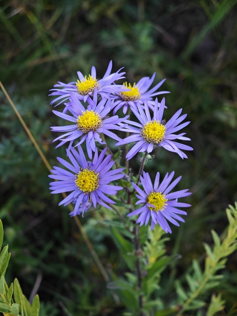 Galatella meyendorffii photo 2