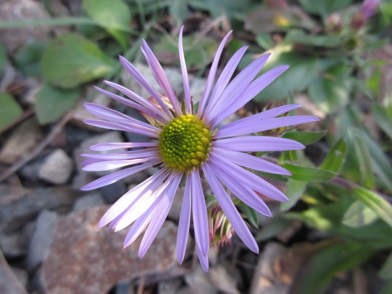 Galatella meyendorffii photo 3