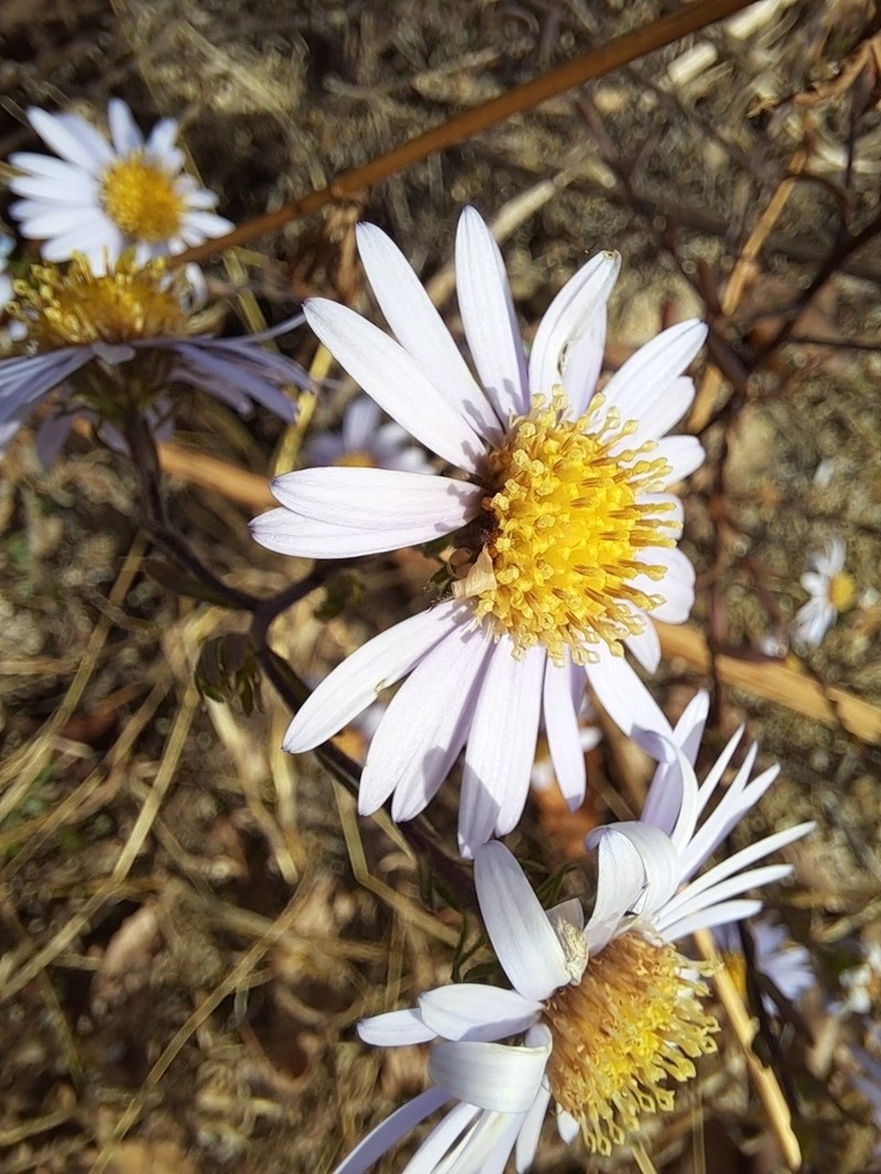 Galatella meyendorffii photo 4