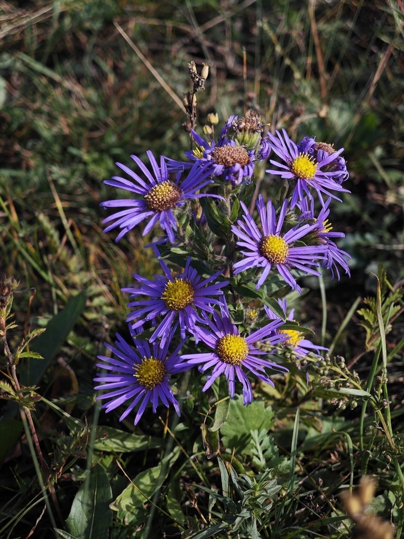 Galatella meyendorffii photo 5