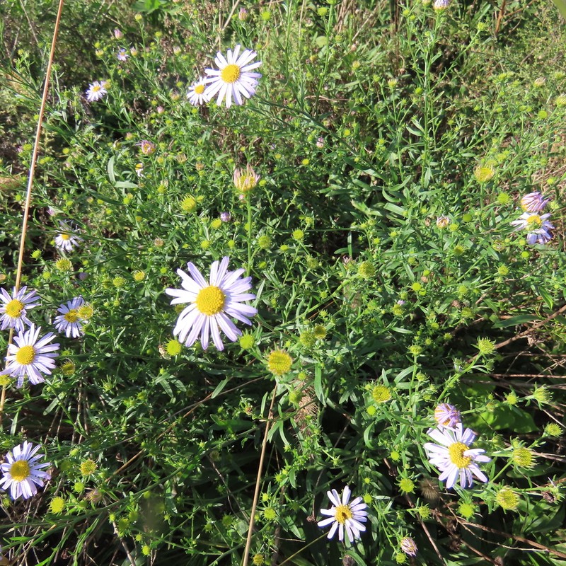 Galatella meyendorffii photo 6