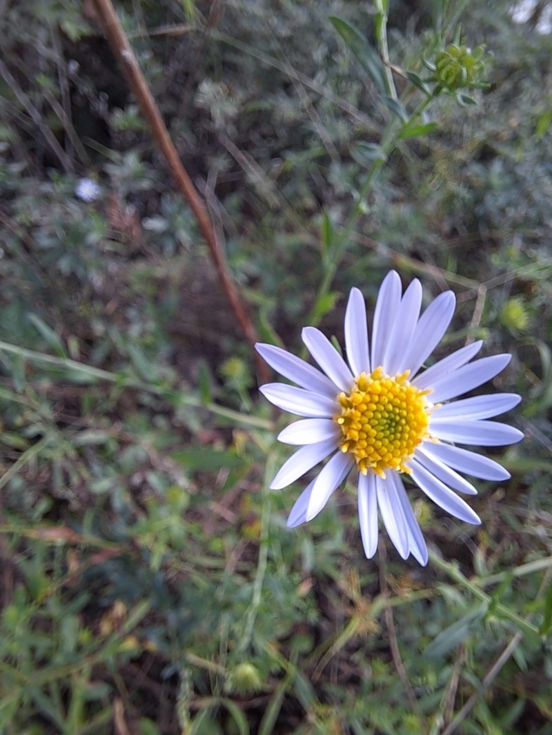 Galatella meyendorffii photo 7
