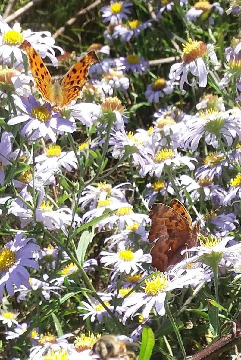 Galatella meyendorffii photo 8