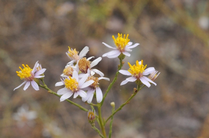 Galatella saxatilis