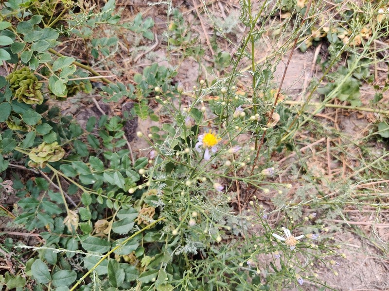 Galatella saxatilis photo 2