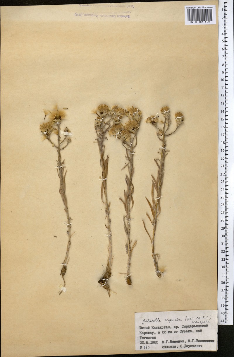 Galatella scoparia