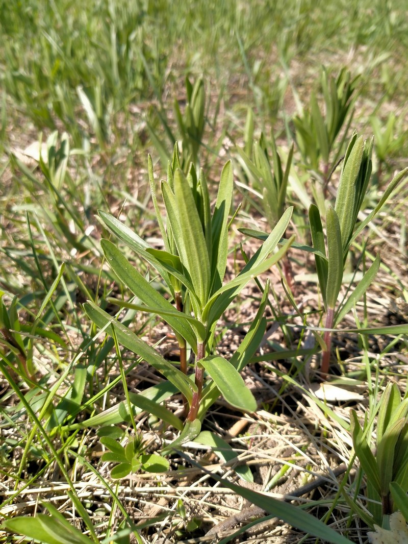 Galatella sedifolia subsp. dracunculoides