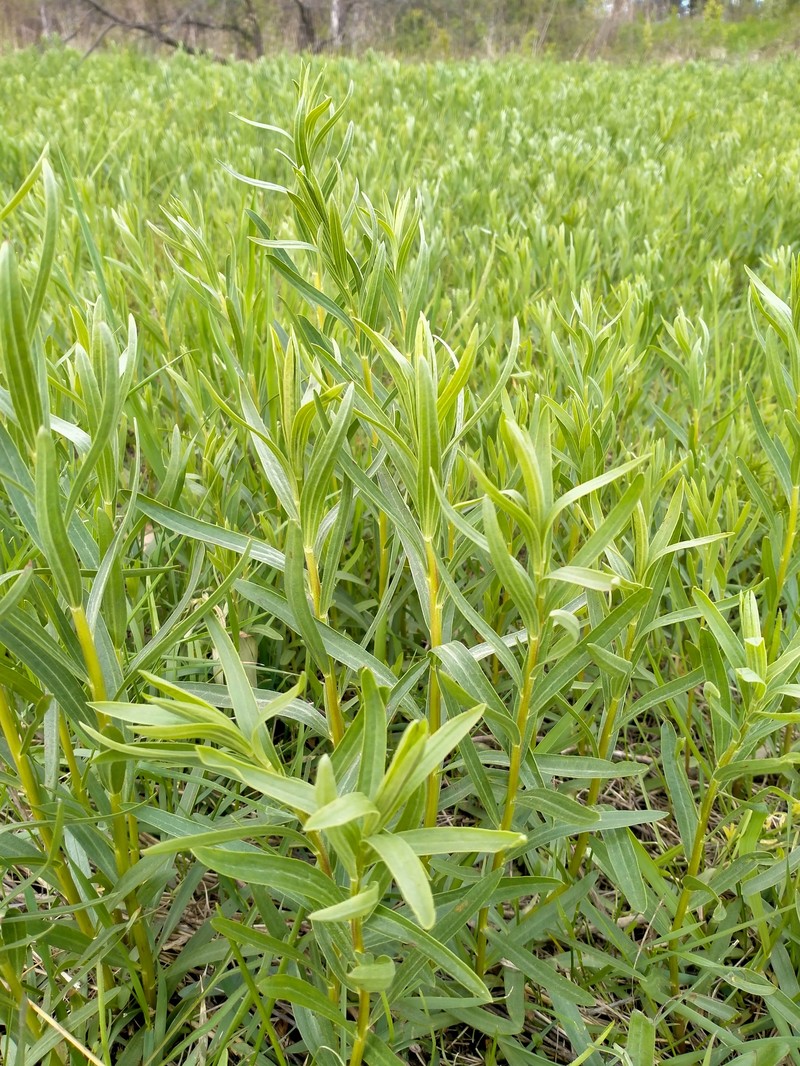 Galatella sedifolia subsp. dracunculoides photo 2