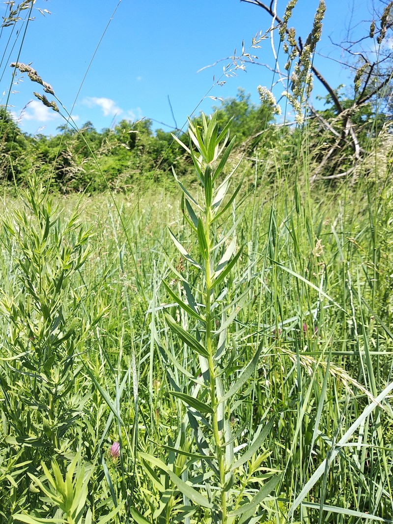 Galatella sedifolia subsp. dracunculoides photo 3