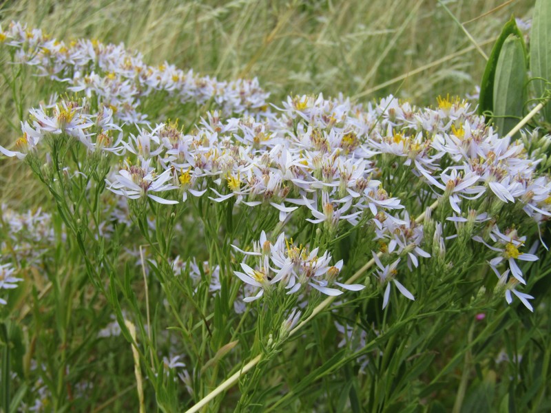 Galatella sedifolia subsp. dracunculoides photo 4