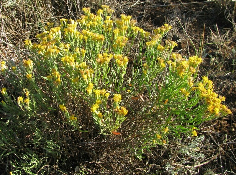Galatella tatarica
