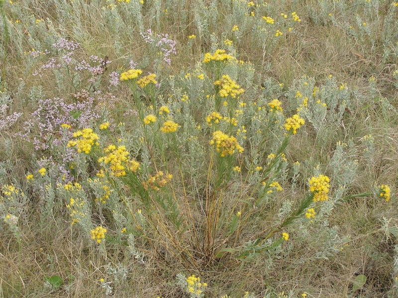 Galatella tatarica photo 2