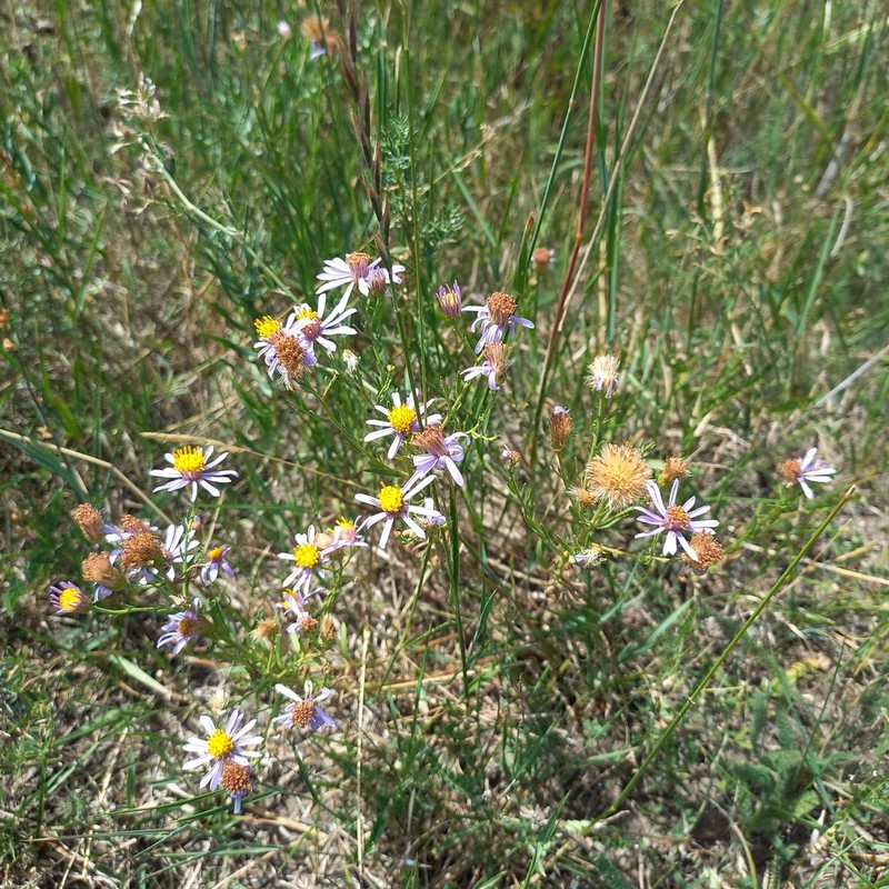 Galatella tianschanica