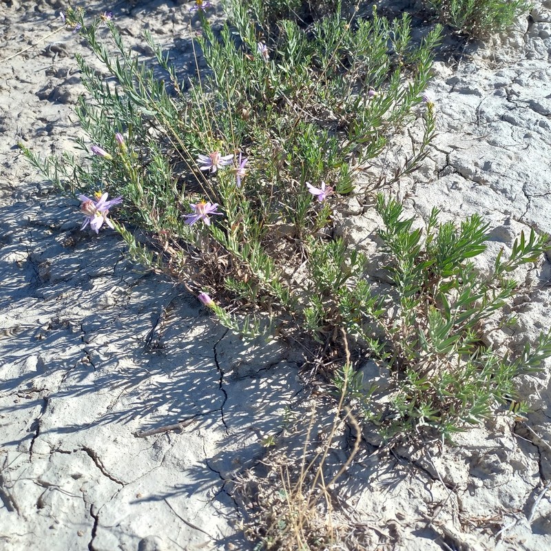 Galatella tianschanica photo 2