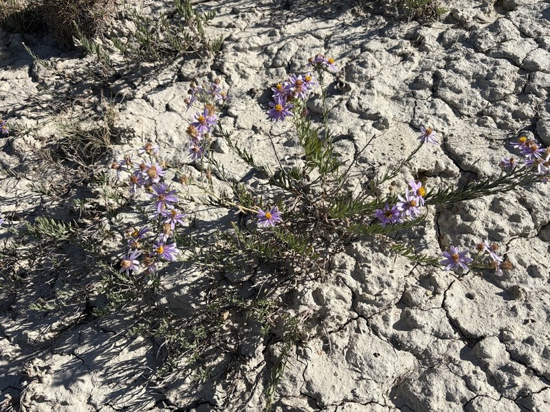 Galatella tianschanica photo 3