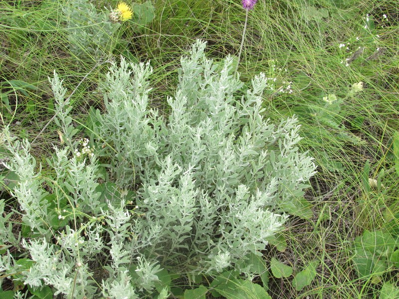 Galatella villosa