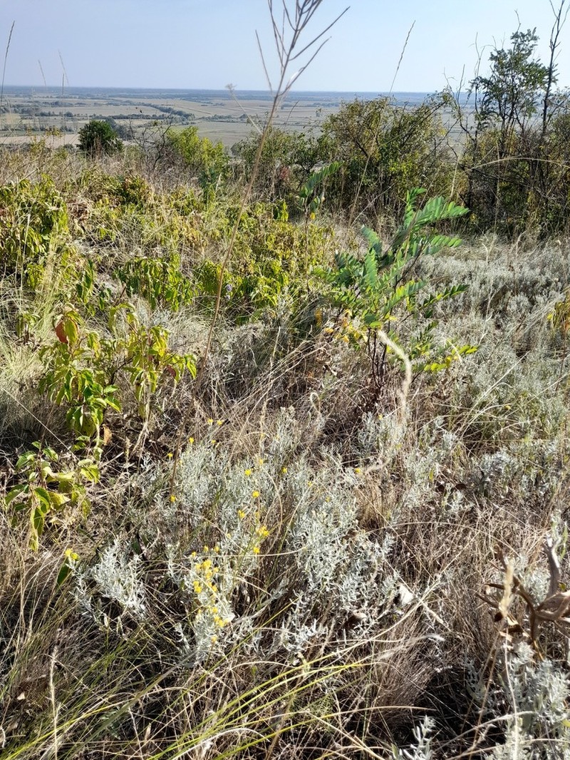 Galatella villosa photo 2