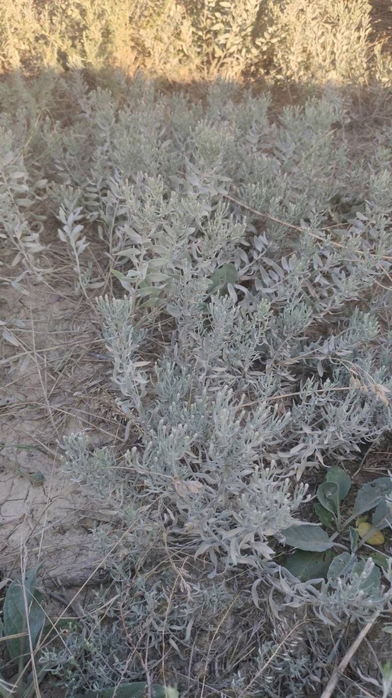 Galatella villosa photo 5