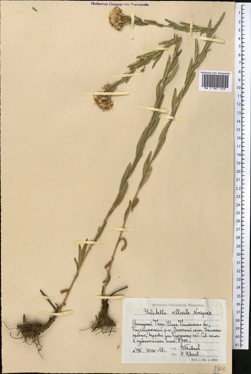 Galatella villosula