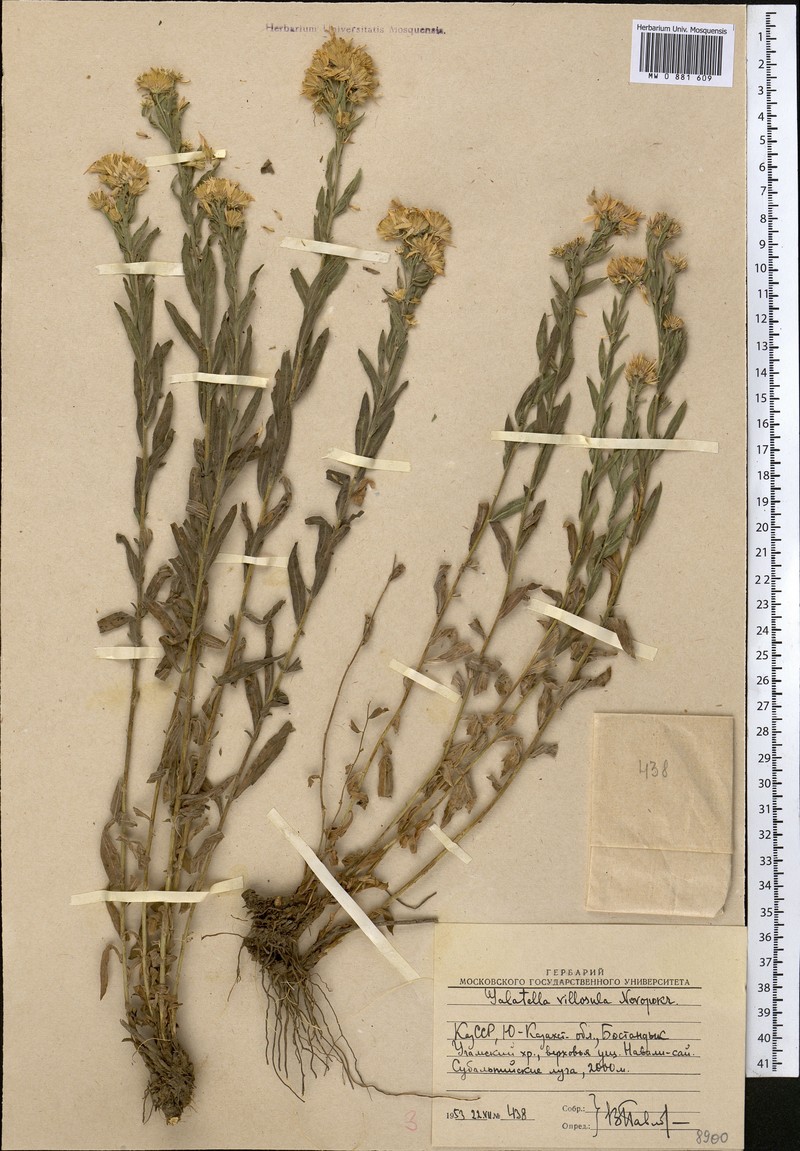 Galatella villosula photo 3