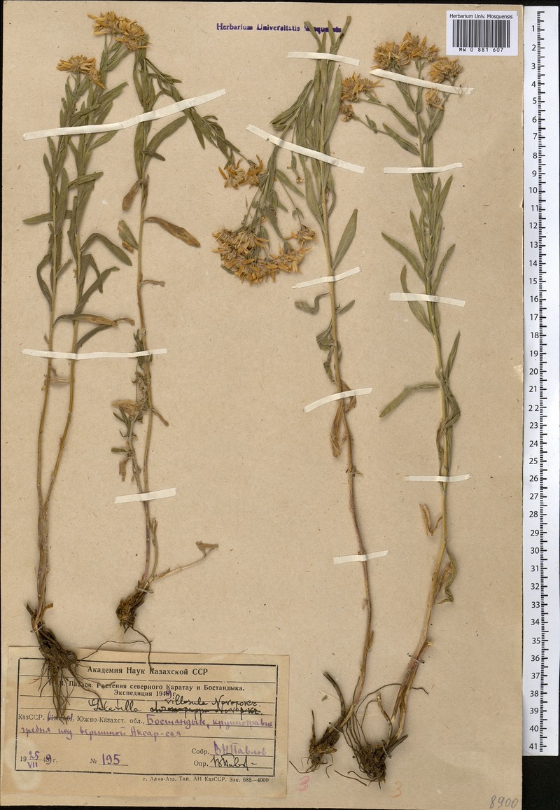 Galatella villosula photo 4