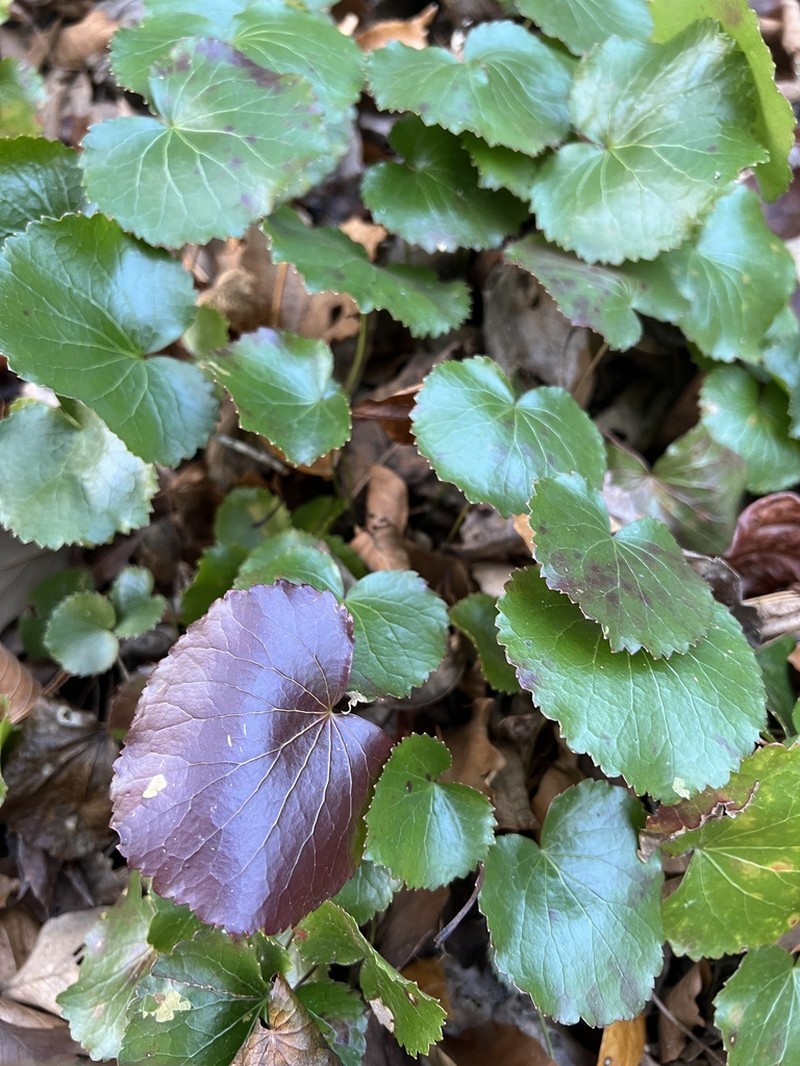 Beetleweed photo 2