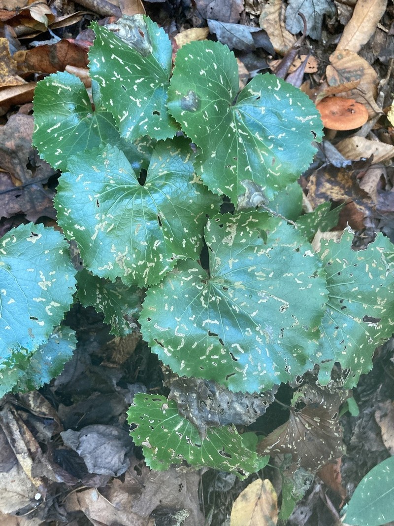 Beetleweed photo 4