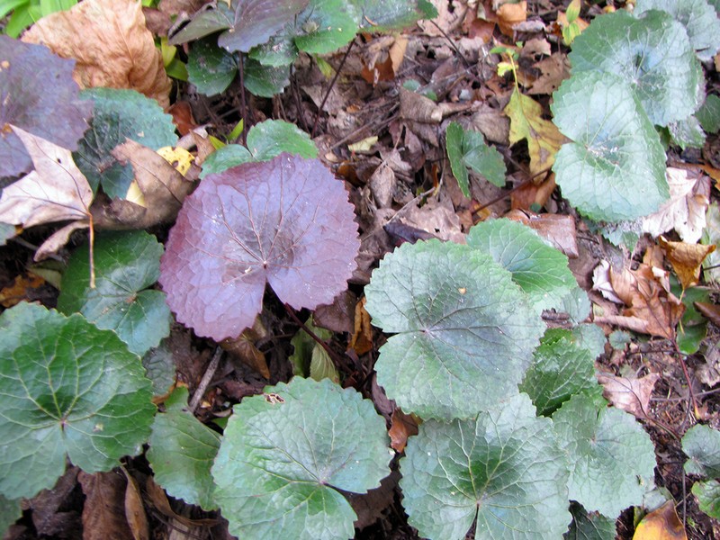 Beetleweed photo 5