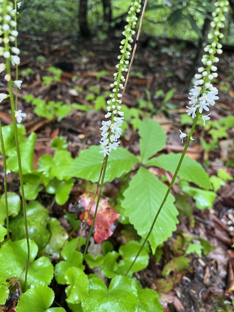 Beetleweed photo 6