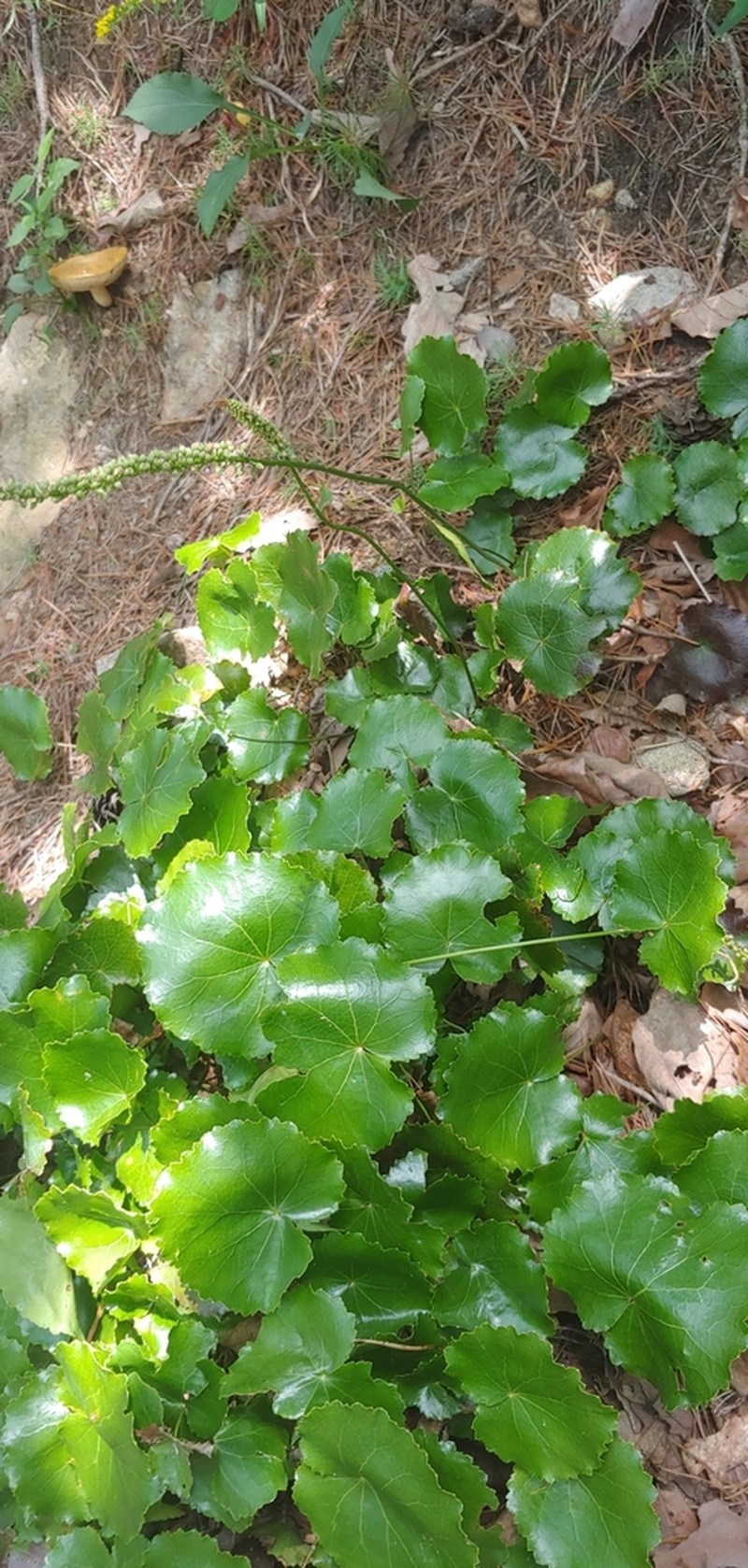 Beetleweed photo 7