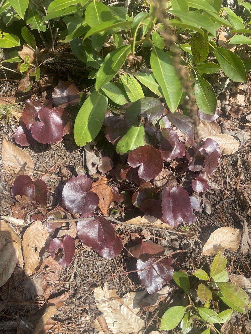 Beetleweed photo 8