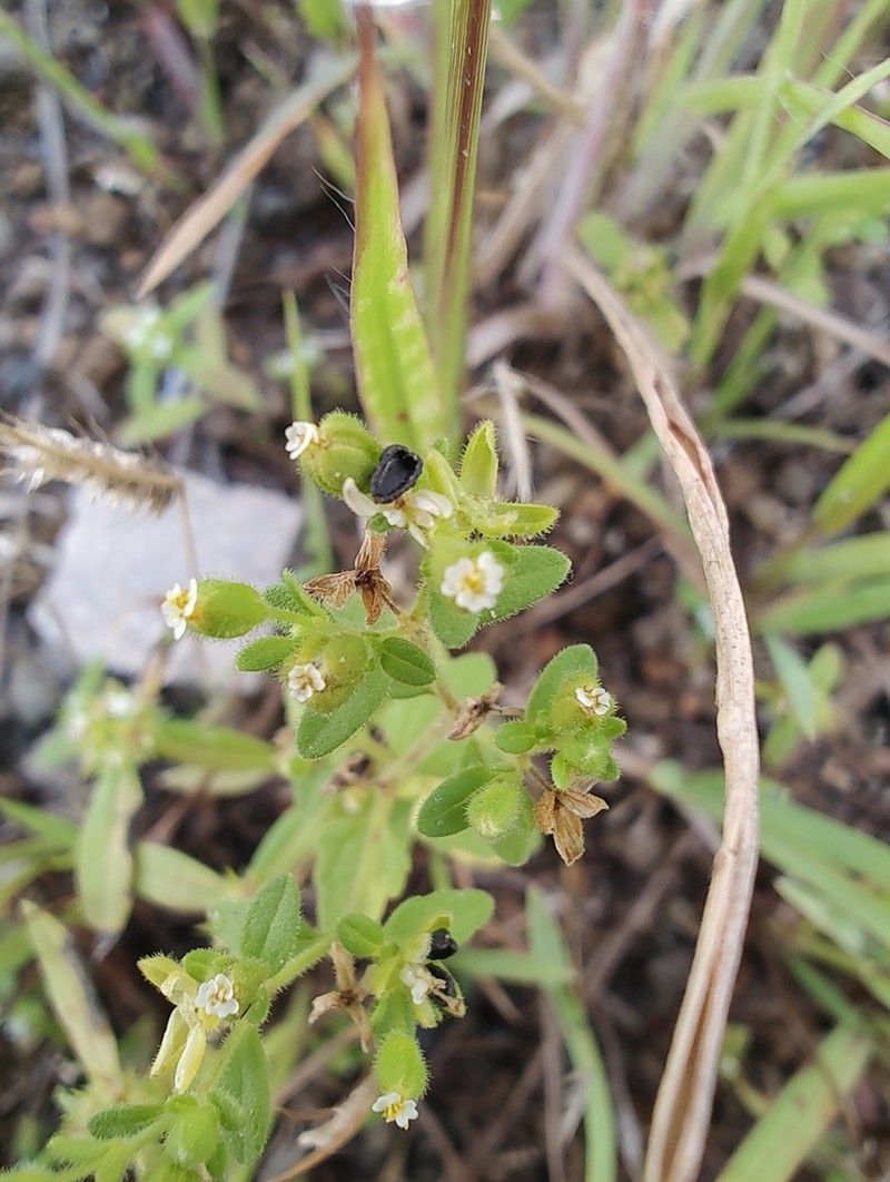 Galeana pratensis