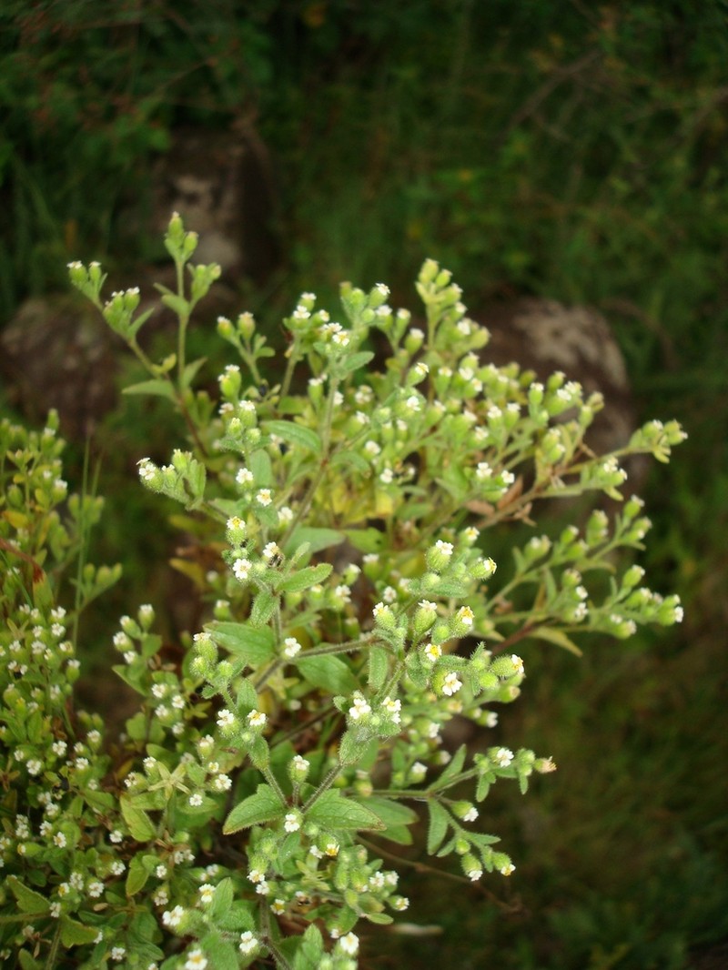 Galeana pratensis photo 2
