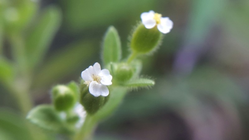Galeana pratensis photo 3
