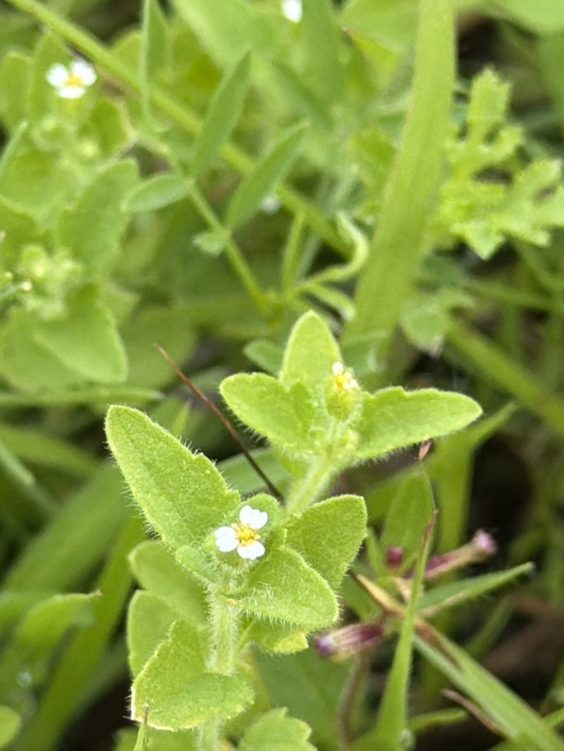 Galeana pratensis photo 4