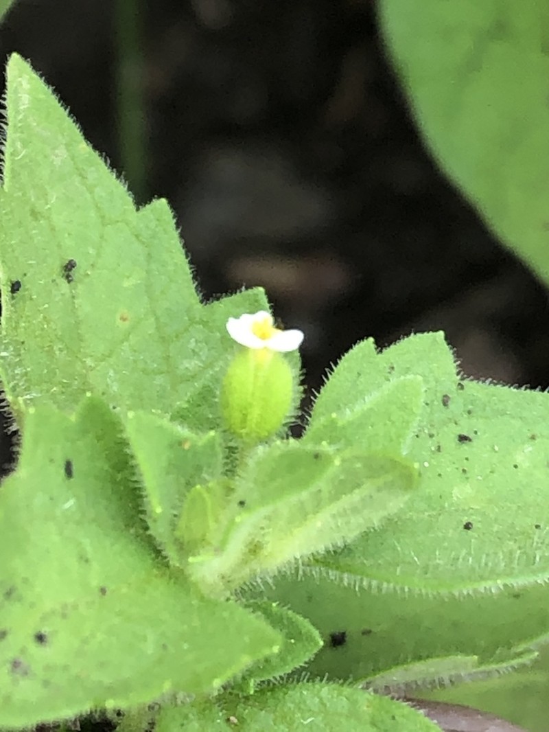 Galeana pratensis photo 5