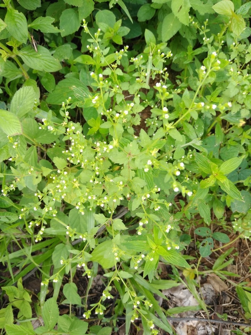 Galeana pratensis photo 6