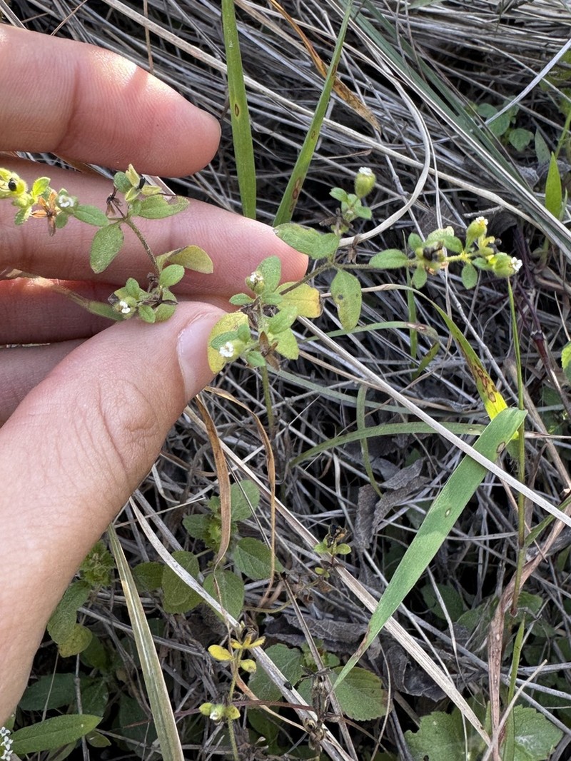 Galeana pratensis photo 8