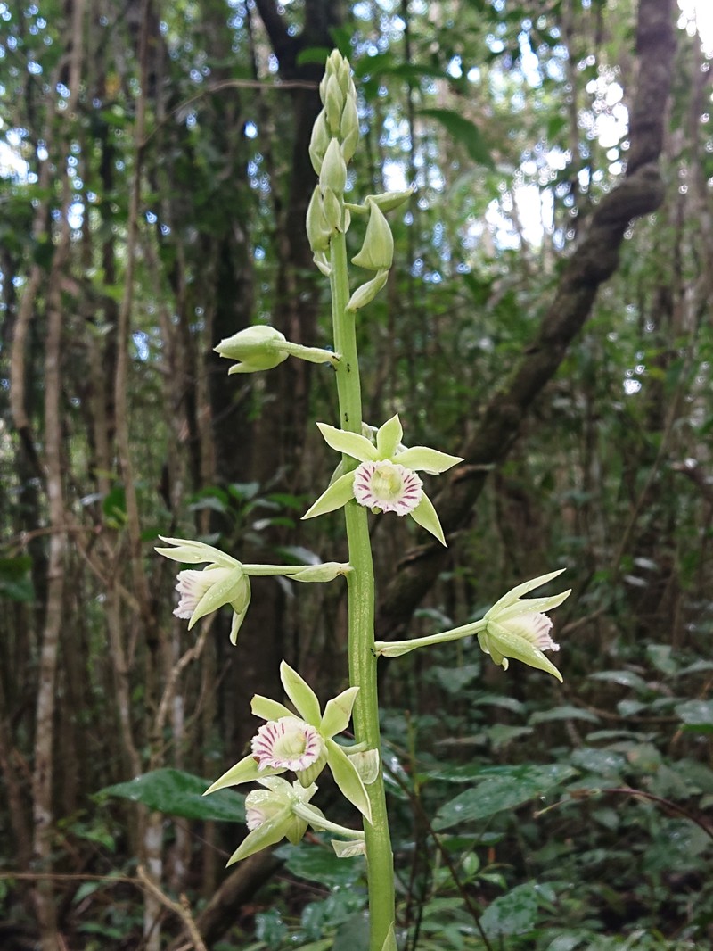 Beyrich'S Hooded Orchid