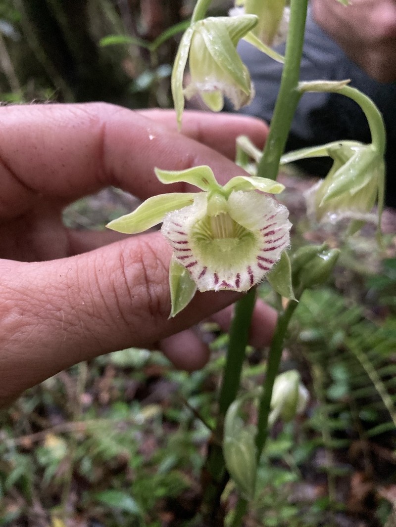 Beyrich'S Hooded Orchid