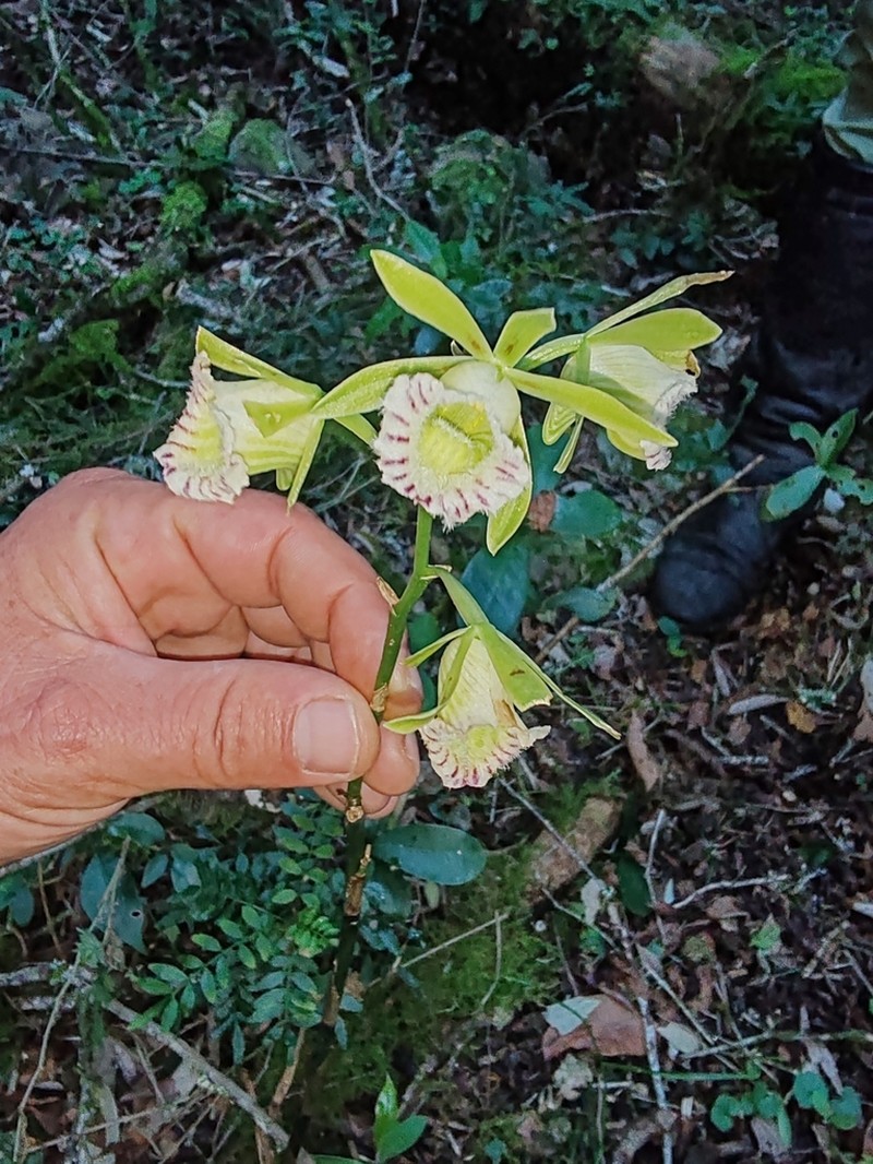 Beyrich'S Hooded Orchid photo 2