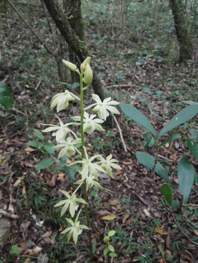 Beyrich'S Hooded Orchid photo 3