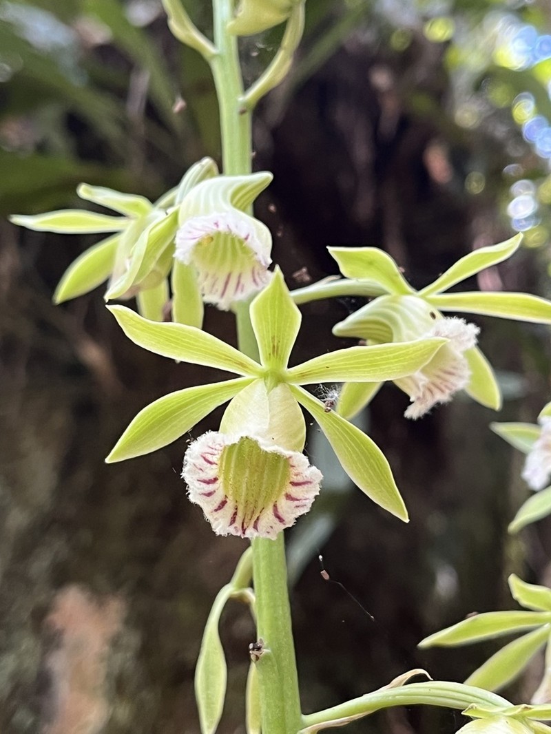 Beyrich'S Hooded Orchid photo 4