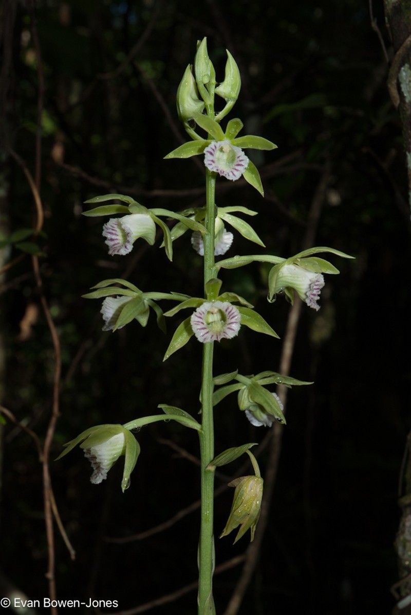 Beyrich'S Hooded Orchid photo 5