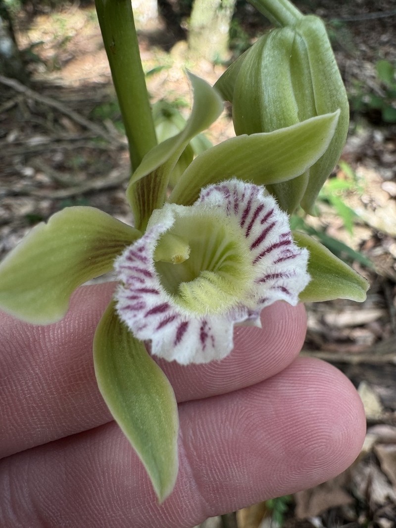 Beyrich'S Hooded Orchid photo 6