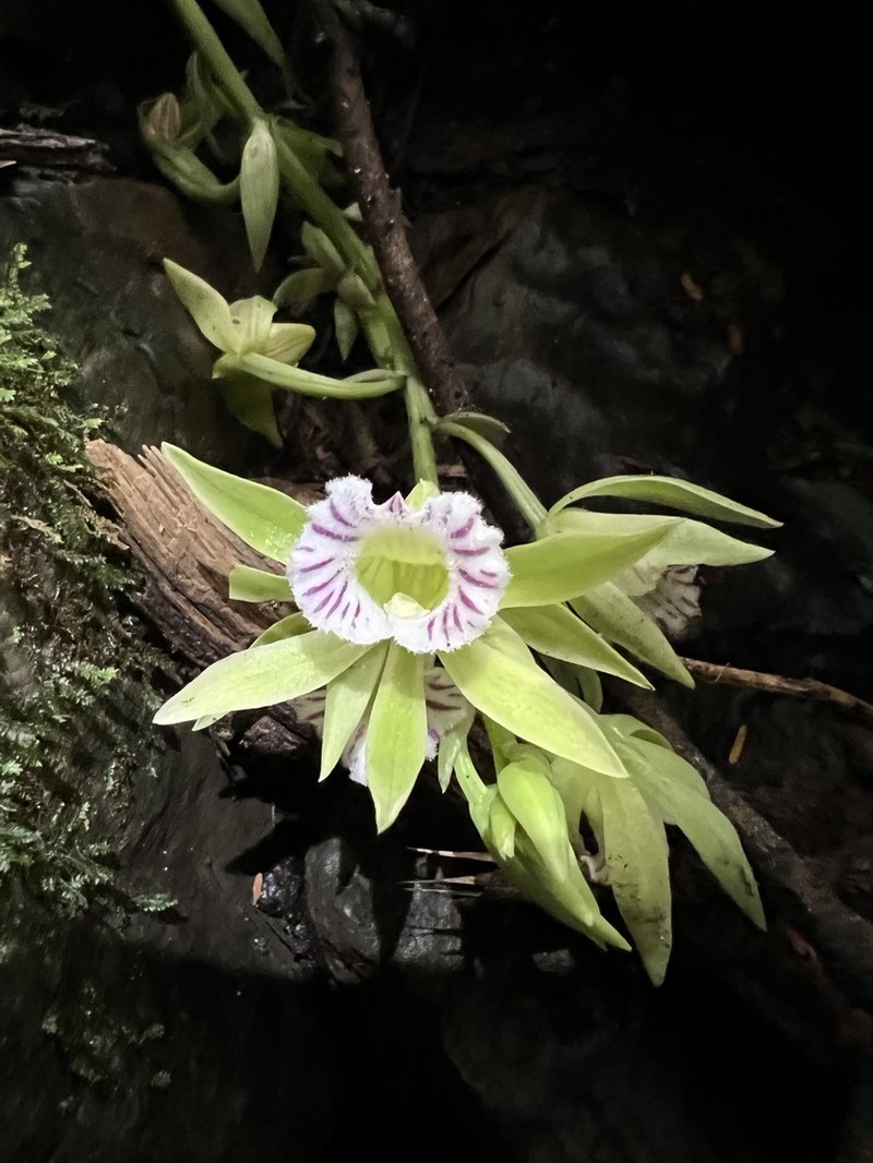 Beyrich'S Hooded Orchid photo 7